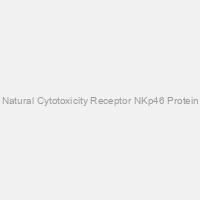Natural Cytotoxicity Receptor NKp46 Protein